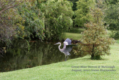 Great Blue Heron by the Pond at McGough