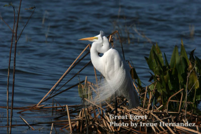 Great Egret