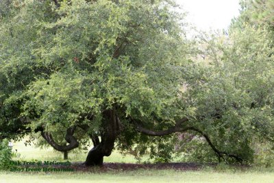 Oak Tree at McGough