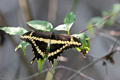 Giant Swallowtaill