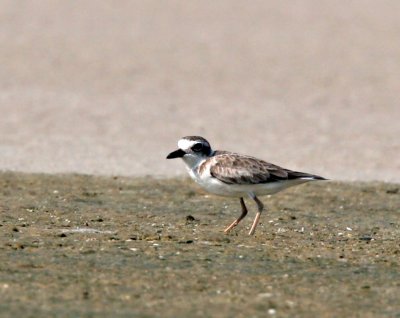 Shorebirds