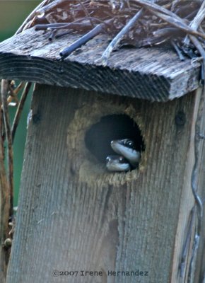 Birdbox Snake