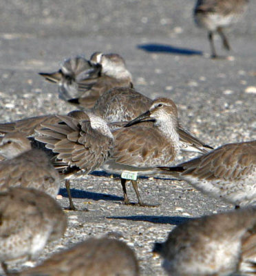 Banded Red Knot VEH3095