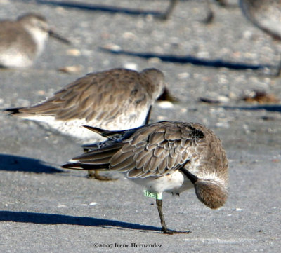 Banded Red Knot TK3_3085