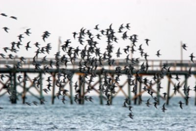 red_knots