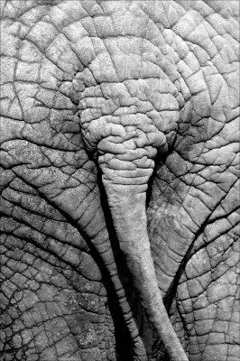 Elephant's rear