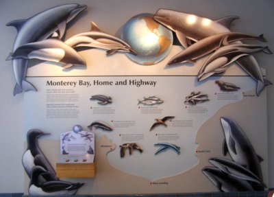 The magnificent Monterey Aquarium