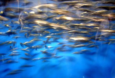 A school of fish