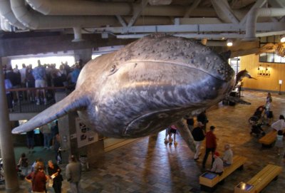 Figures of whales hung from rafters