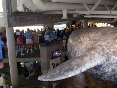 Figure of a whale high above the crowds