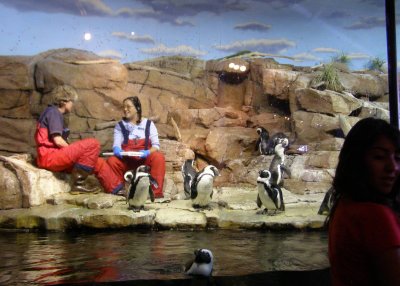 Keepers feeding and caring for the penguins (behind glass)