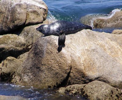 A seal sunning itself on the rocks outside the Aquarium