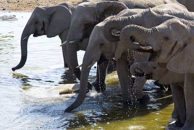 NAMIBIA : 15 ELEPHANTS PLAYING IN A WATER HOLE