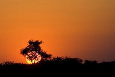 NAMIBIA : TREES