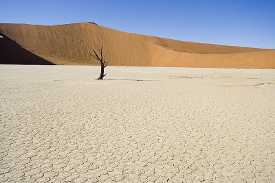 NAMIBIA : DEAD VLEI FOREST