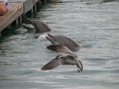 IMG_1817.JPG