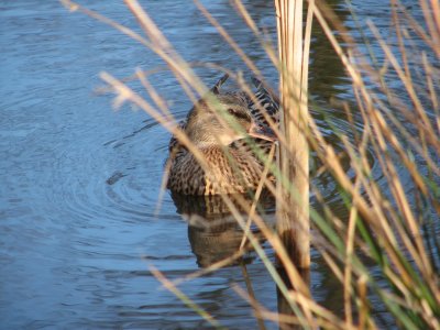 IMG_2325.JPG