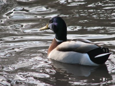 IMG_2358.JPG