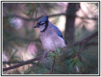 The Blue Jay