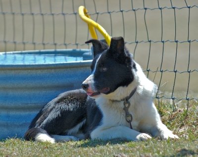 Sharon Perkins'  Roy
