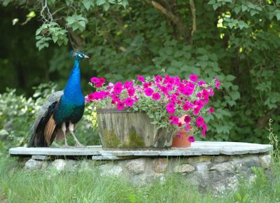 Black Shouldered Peacock