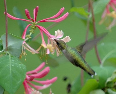 Hummingbird on the Honeysuckle Vine