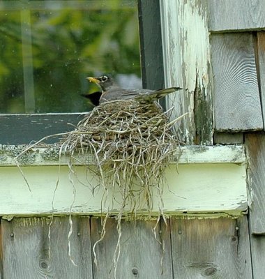 Robin on Nest