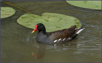 water hoentje