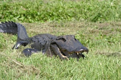 Mr. Al A. Gator