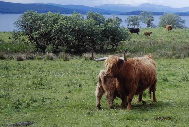 Schotse Hooglander