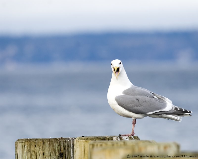 Western Gull squawking at me