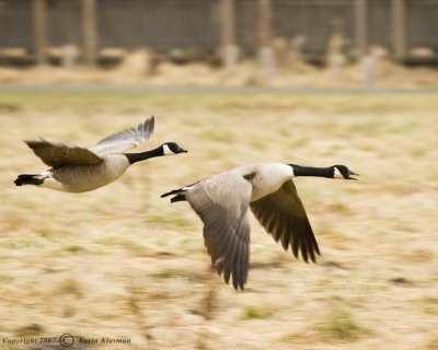 Two Canada Geese moments after takeoff.