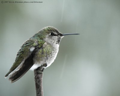 Anna's Hummingbird on a cold, snowy day