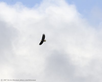 A mature Bald Eagle soaring in the mostly cloudy sky