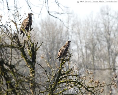 Two immature Bald Eagles on the lookout
