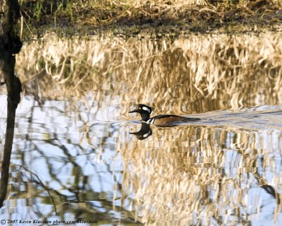 A male Hooded Merganser swimming quickly