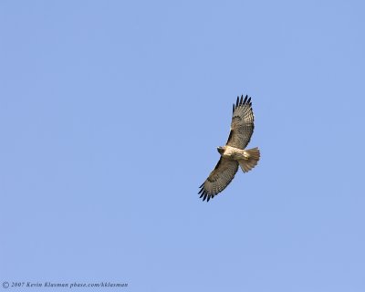 A Red-tailed Hawk showing  showing the markings of a juvenile light morph