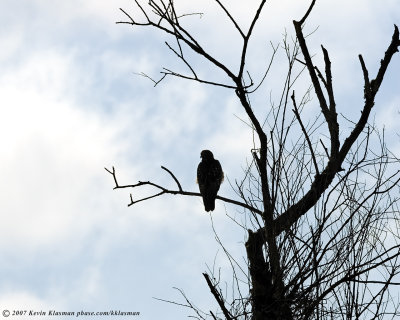 A Red-tailed Hawk silhouetted against a partly cloudy sky