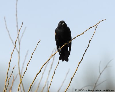 A male Red-winged Blackbird