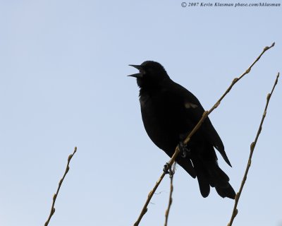 A male Red-winged Blackbird calling