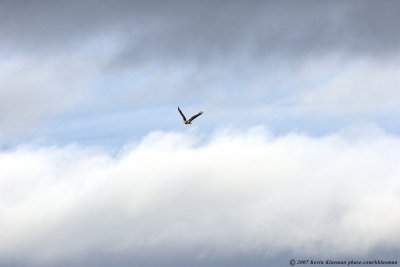 An immature Bald Eagle returning from a long hunting flight into the Sound