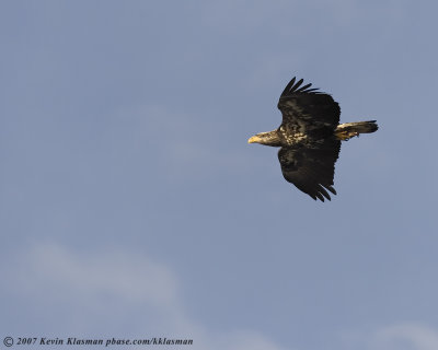 The immature Bald Eagle approaching its roost