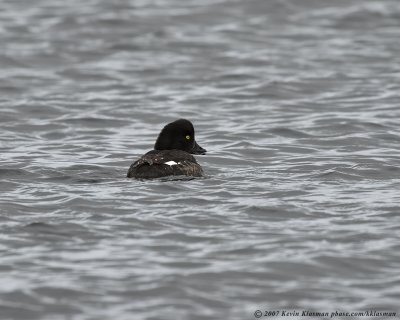 A female Barrow's Goldeneye just off the beach