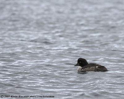This female Barrow's Goldeneye was swimming back and forth, frequently diving for food