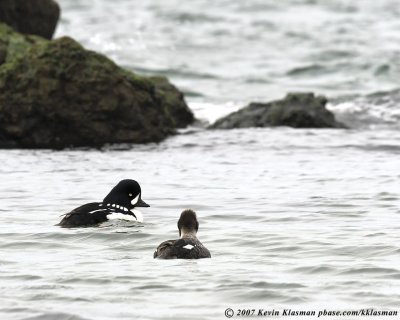 A pair of Barrow's Goldeneyes