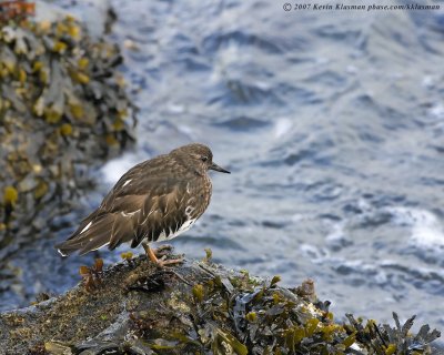 A Black Turnstone contemplates the sea