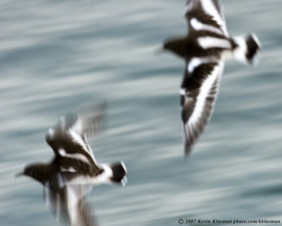Black Turnstones in flight. (I have a thing for blurry flight images)