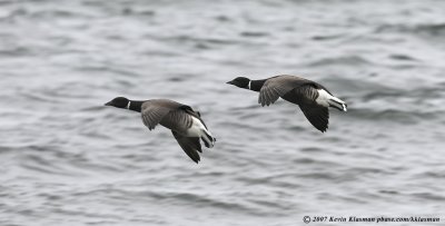 Two Brant coming in for a landing