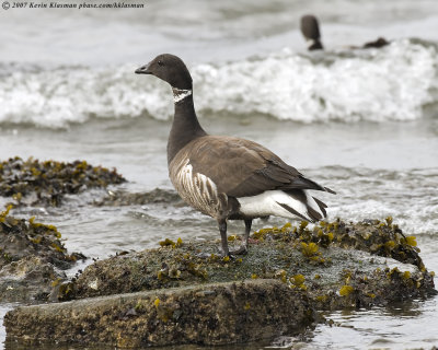 This Brant was part of a flock of 30 or so feeding just off the beach