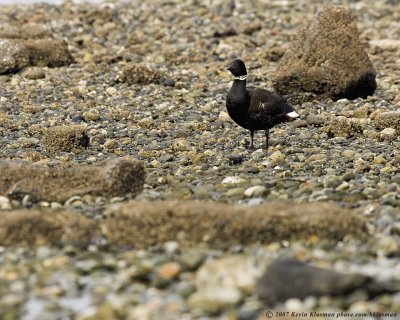 A juvenile Brant, I believe